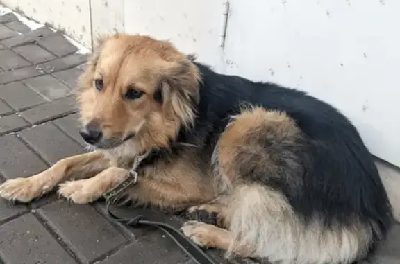Собака найдена возле ТРК Вегас, Красногорск