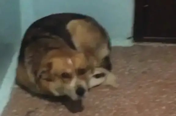 Найдена собака на Первомайской, Ульяновск