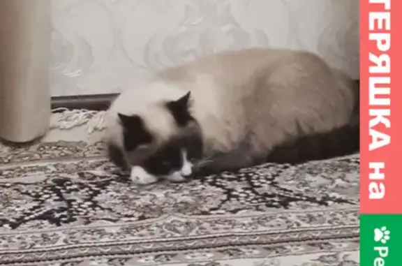 Пропал кот породы сноушу на Ленинградской