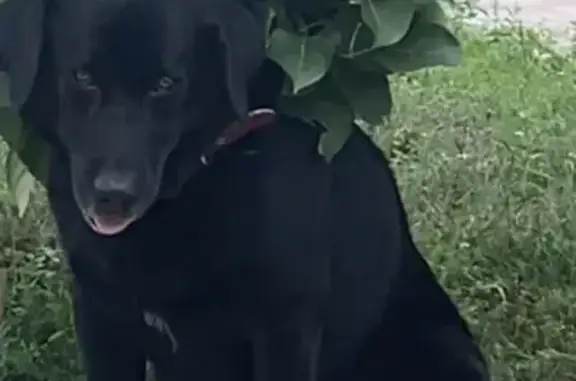 Пропала собака Бони, чёрный кабель помесь с лабрадором, район ост. Полтава, Новосибирск