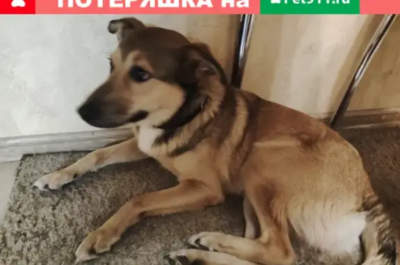 Найдена собака в Видном, Радужная улица 10