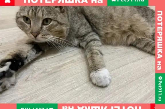 Найден кот на ул. Мечникова, 30