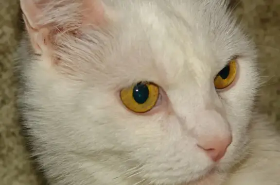 Кошки потеряшки, Казань, фото: Потеряшка кот на ул. Назарбаева, 78, Казань.