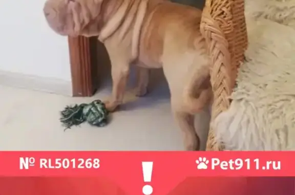 Пропала собака на Пермитина, помогите найти!