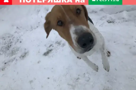 Собака найдена в Крытово