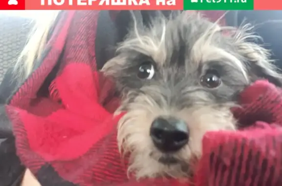 Пропала собака на Б. Богаткова, Новосибирск