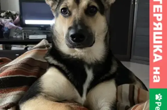 Пропала собака Джесси в Рузском районе, Московская область