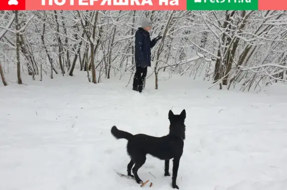 Пропала собака Валя на пр. Ямашева, 49, Казань