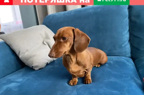 Собаки потеряшки, Нижний Новгород, фото: Потеряшка миниатюрная Такса на ул. Парашютистов в Сормовском районе