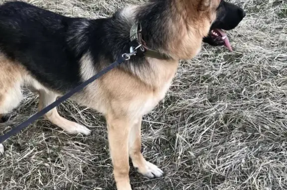 Пропала собака Тайсон в районе Венеции, вознаграждение.