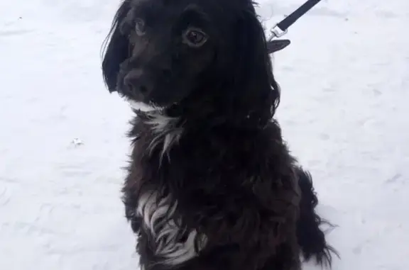 Собаки потеряшки, Нижний Новгород, фото: Потеряшка собака Мальчик на Молодёжном проспекте