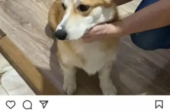 Собаки потеряшки, Ульяновск, фото: Потеряшка собака на ул. Кирова, Ульяновск