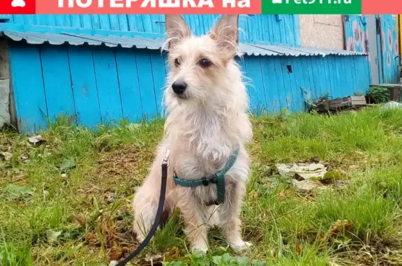 Пропала собака Лиса на улице Советской