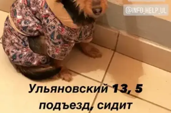 Собачка найдена на Ульяновском проспекте, 13
