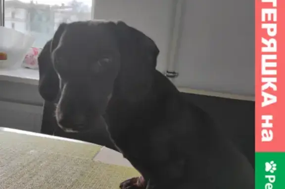 Собаки потеряшки, Санкт-Петербург, фото: Потеряшка собака в Петроградском районе, ул. Проф. Попова, 47