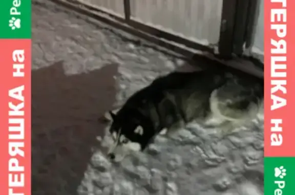 Пропала собака на Фабричном проезде, Раменское