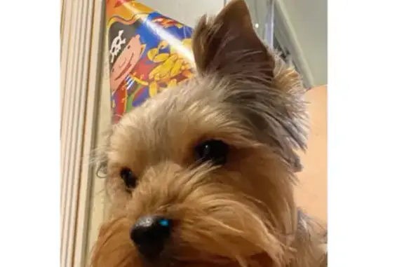 Объявления о пропавших и найденных животных, Новокузнецк, фото: Пропала собака на Пионерском проспекте