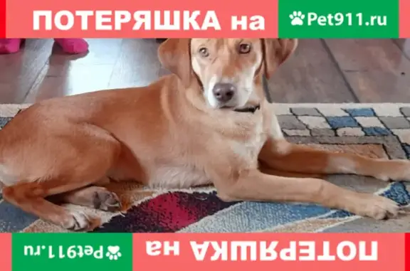 Найдена рыжая собака на ул. 40 лет Победы