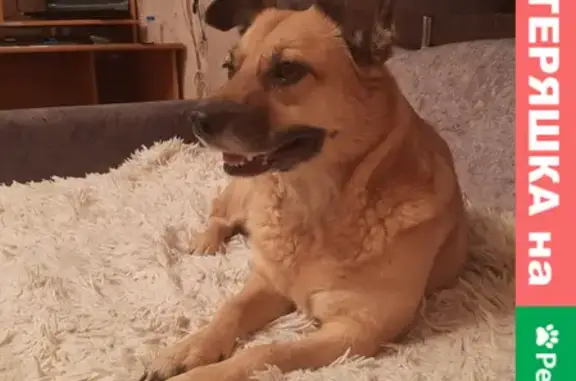 Собаки потеряшки, Ангарск, фото: Потеряшка рыжая буля Булка в 50 квартале, Ангарск.