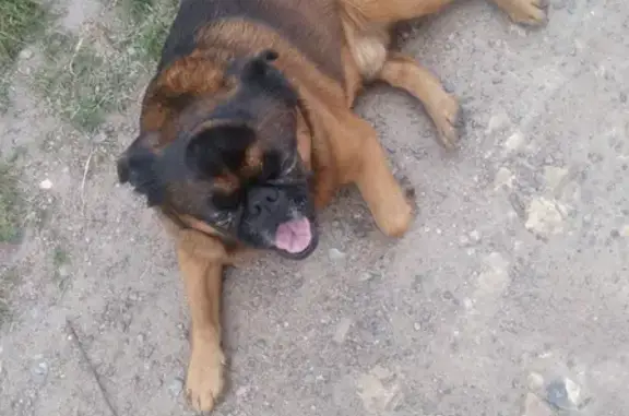 Собаки потеряшки, Санкт-Петербург, фото: Потеряшка собака Грифон в Красносельском р-не