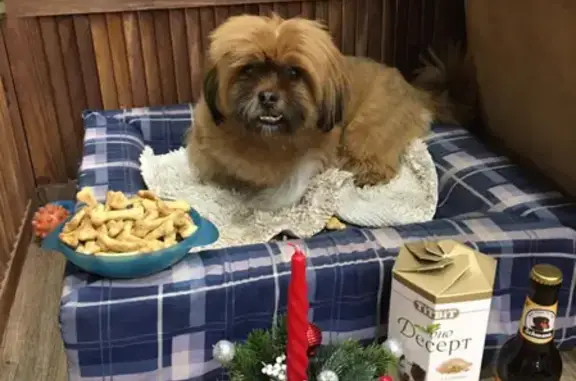 Объявления о пропавших и найденных животных, Новокузнецк, фото: Пропала собака Тима, ул. Циолковского 63, Новокузнецк