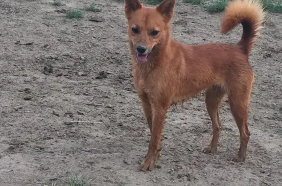 Пропала собака Пальма в Спасском селе