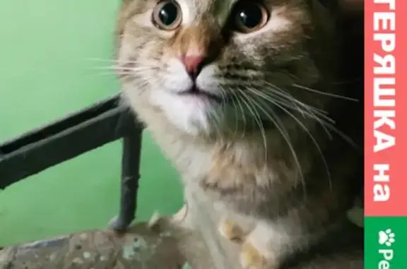 Потеряшка кошка ищет передержку в Казани