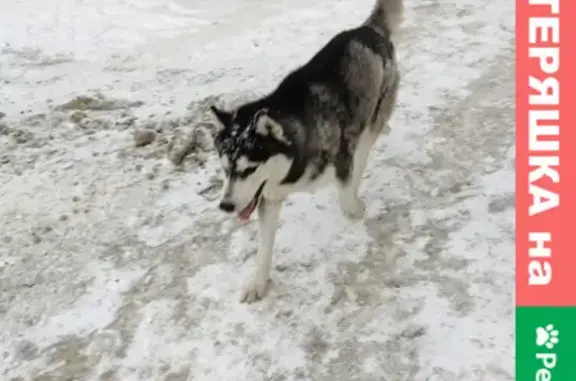 Собака хаски ищет хозяина на Запорожской 43 в Самаре