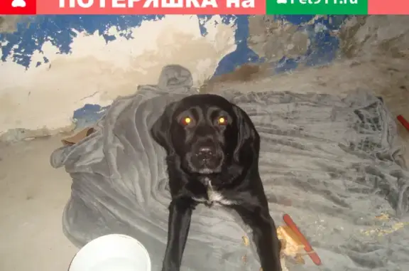 Собака в Ликино, Владимирская обл.