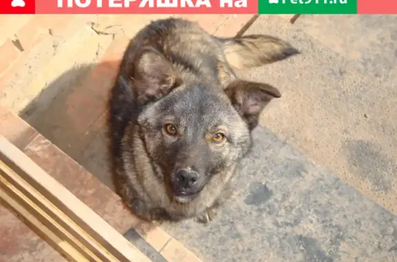Пропала собака в Ростоши, Овощевод, 23,24 мкр, вознаграждение