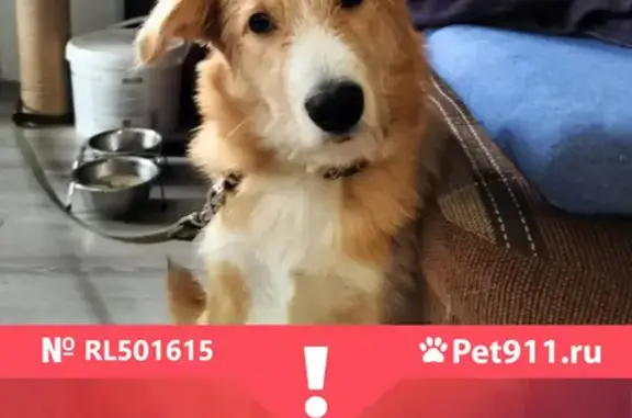 Собаки потеряшки, Калуга, фото: Потеряшка собака Марс, ул. Ленина, 26, Калуга