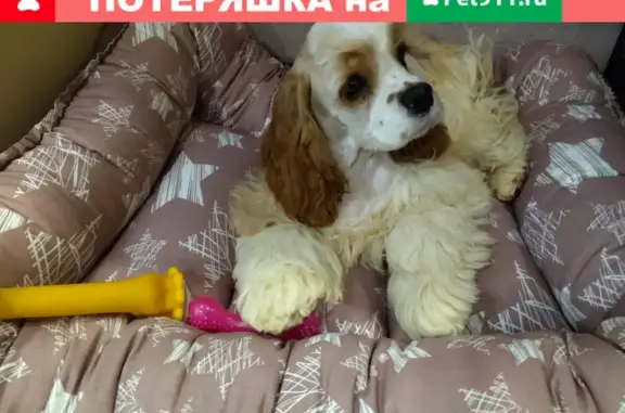 Потерянные животные Красноярск, фото: Пропала собака в Красноярске, нужна помощь!