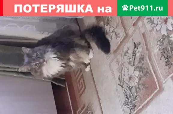 Найден котейка на ул. Димитрова
