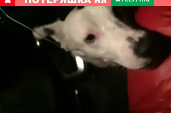 Собака найдена в Солнечногорске после салютов