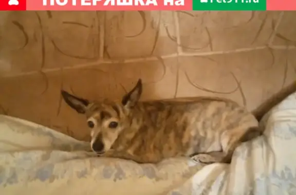 Собака найдена: умная девочка с красным ошейником на улице Остужева, Воронеж.