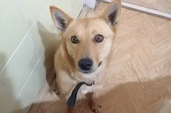 Пропала собака Альфа возле остановки Файзи в Казани