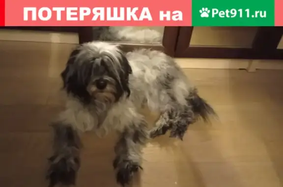 Найдена собака, Москва, фото: Найден кобель в Митино, ул. Барышиха 42