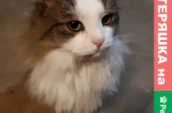 Найдена пушистая кошка в Ярославле