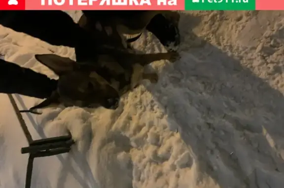 Найдена собака, Москва, фото: Собака в красном ошейнике на Смольной, 50, Москва