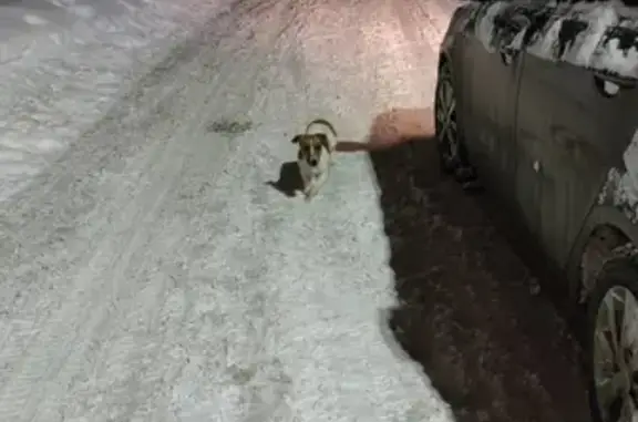 Найденные животные Москва, фото: Найдена Джек Рассел на ул. Дачной, дом 52