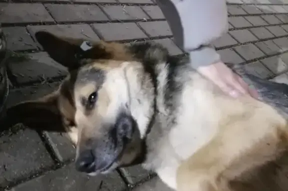 Найден ласковый пёс на парковке Балтия Молл