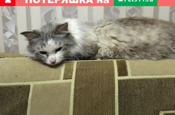 Найдена кошка на ул. Макаренко, Казань