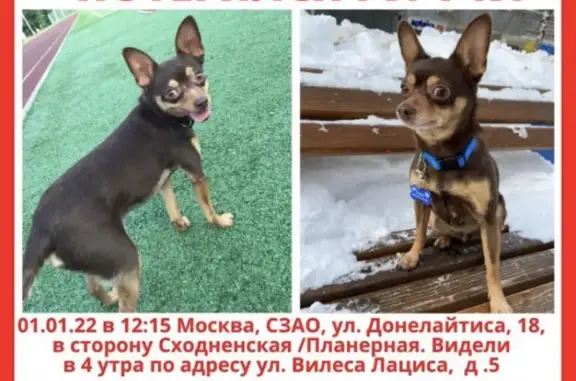 Собаки потеряшки, Москва, фото: Потеряшка собака на Ленинградском шоссе, Москва