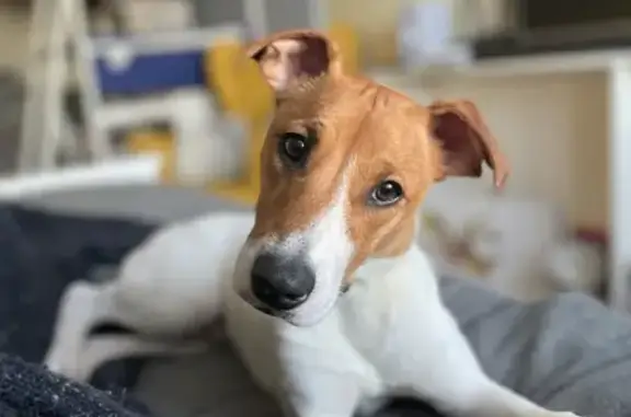 Собаки потеряшки, Санкт-Петербург, фото: Потеряшка парсон Рассел терьер Джонни, Ленсовета 27, СПб