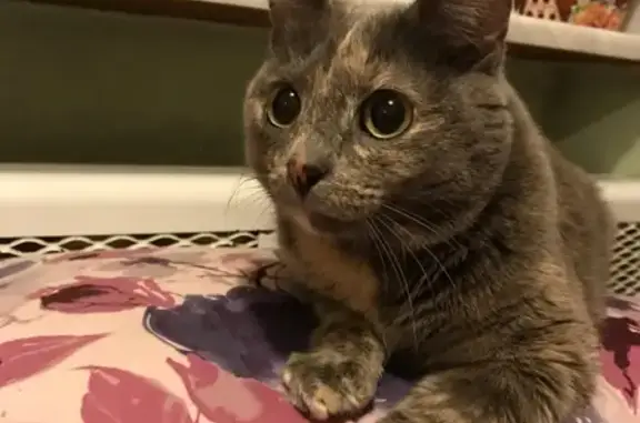 Кошки потеряшки, Ярославль, фото: Потеряшка кошка в Ярославле, Володарского 4/3