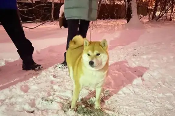 Найдена собака в Видном, ищем хозяина