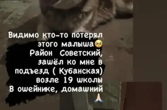 Собака Хаски найдена в Астрахани на Кубанской