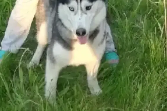 Собаки потеряшки, Нижний Новгород, фото: Потеряшка хаски на Юбилейном бульваре