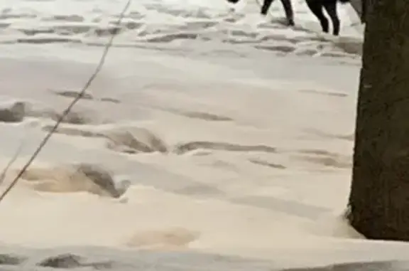 Найдена собака на ул. Обручева, бегала возле пруда