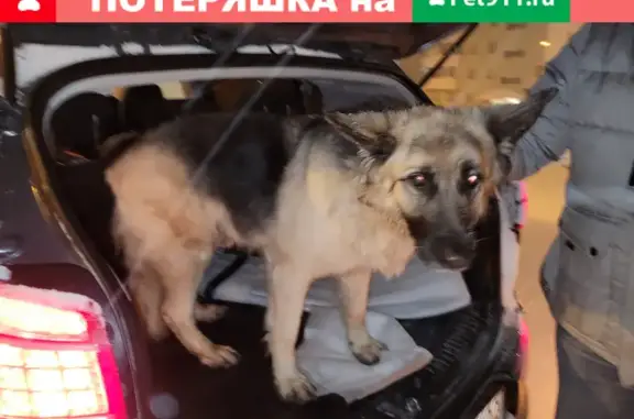 Собака Овчарка найдена на Сипайловской улице, Уфа.